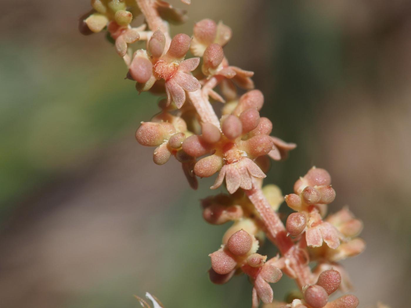 Sesamoides fruit